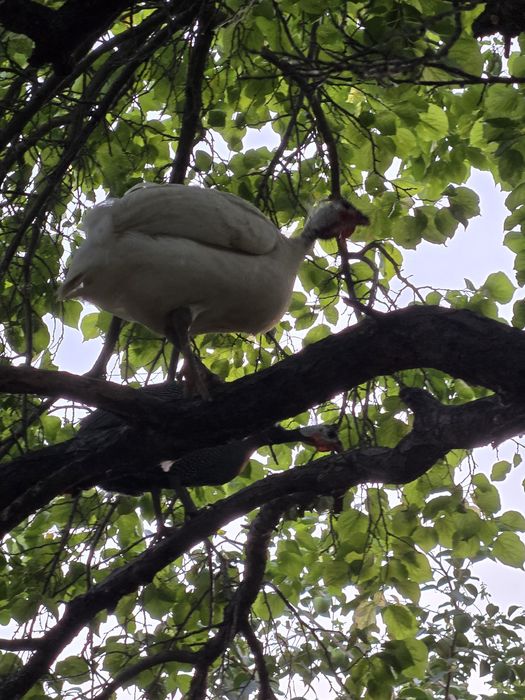 Сесарики иккита сотилади