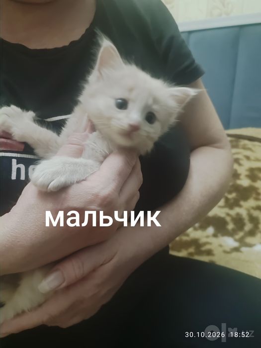Катятки в подарок