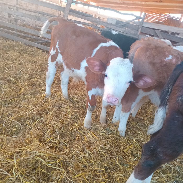 Vand 9 tauras intarcati