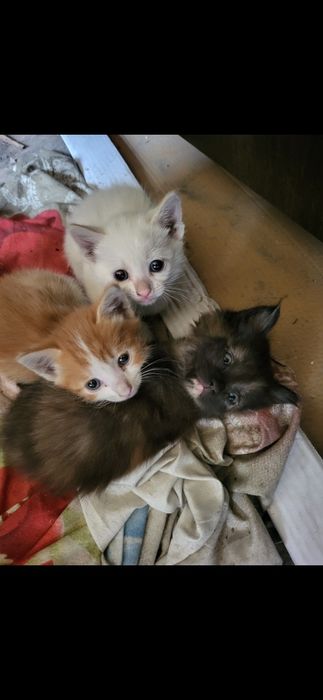 Котята в добрые руки!