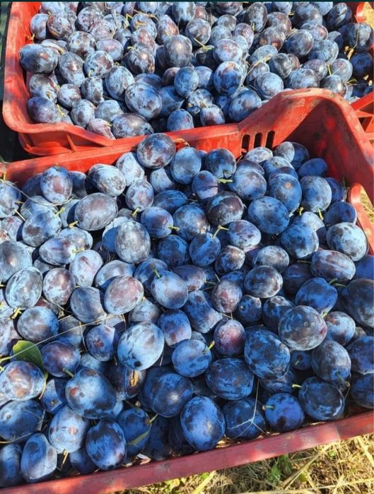 Prună pentru țuică & palincă