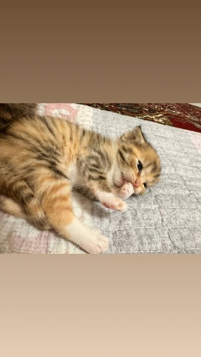 Кошка продается два месяца