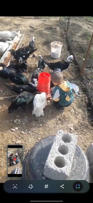 Продаю  индоутки