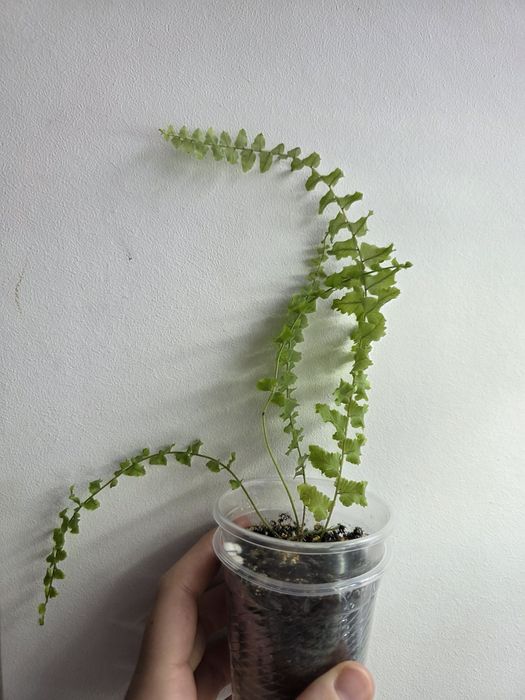 Папоротник.  Отросток.