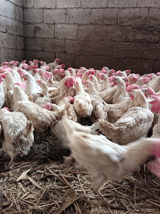 Куры несушки Ломан браун Легорны