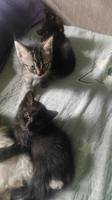 Отдам котят в хорошие руки