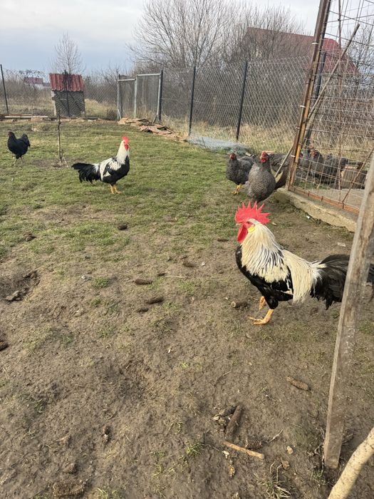 Vand cocosi diferite rase