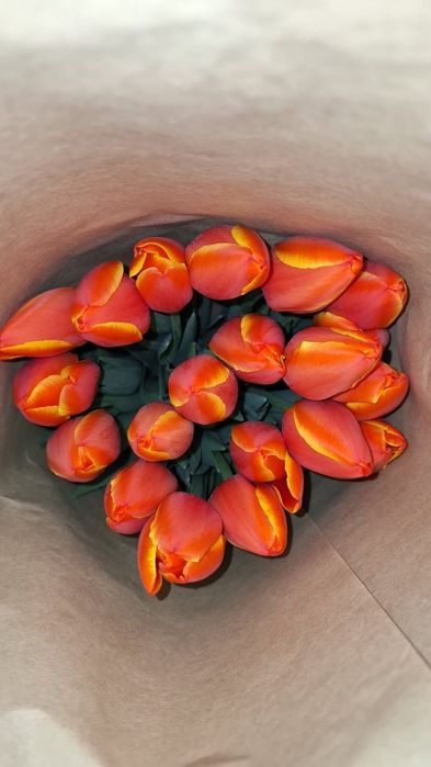 Тюльпаны оптом и в розницу