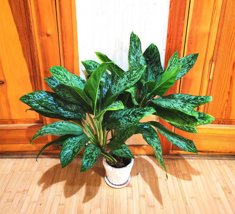 Аглаонема Green Light