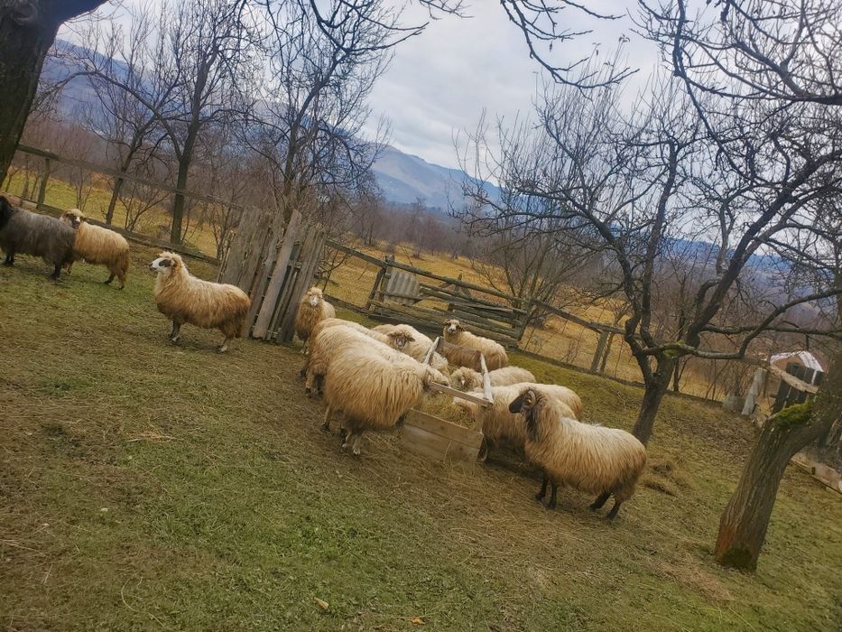 10 oi de vânzare mai multe detalii la telefon