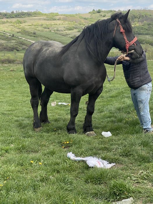Se vinde dova manze una de 3 ani si una 4