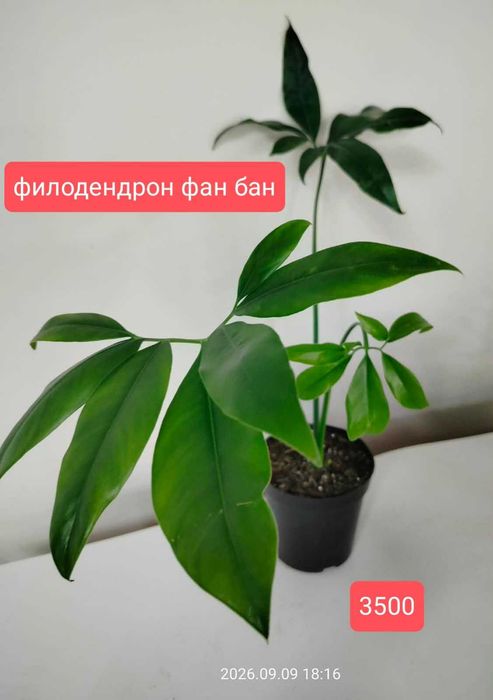 Продам комнатные растения