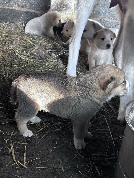 Продам щенков Алабая