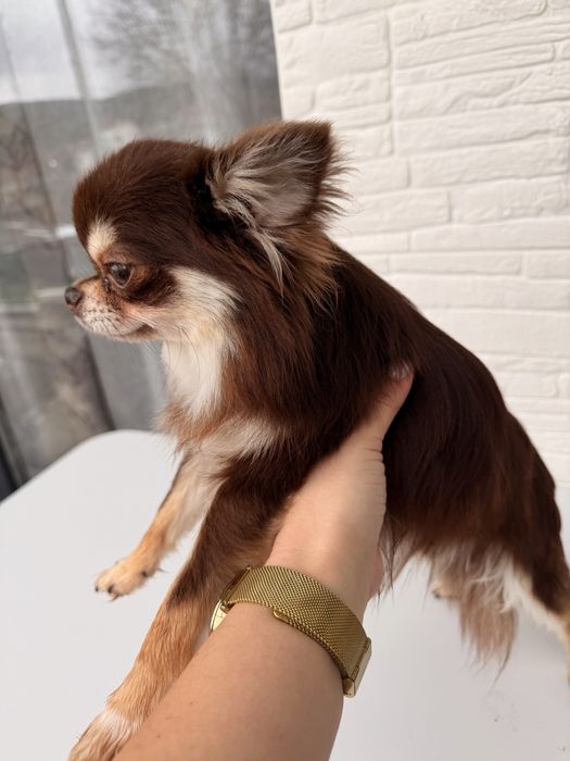 Мъжко дългокосместо чихуахуа