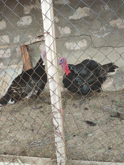 2 штук Қара Үндік қораз сатылады