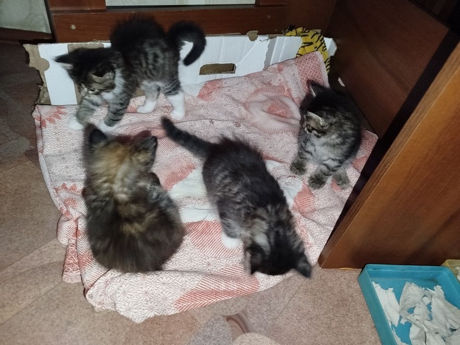 Отдам котяток в добрые руки