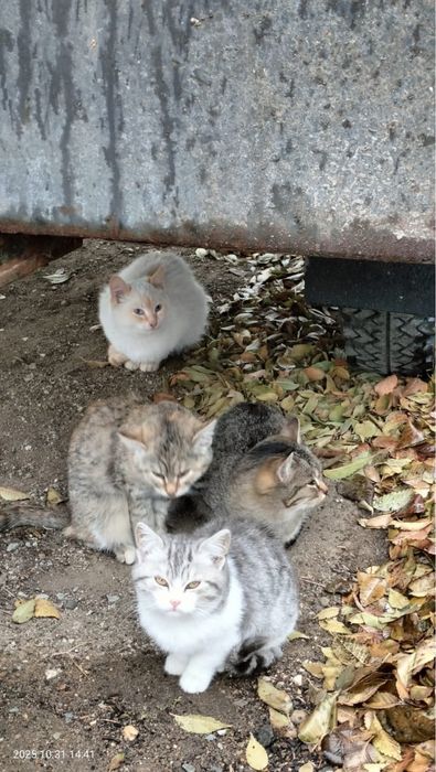 Кошечки в добрые руки.