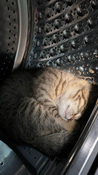 Хорошие котята, к лотку приучены