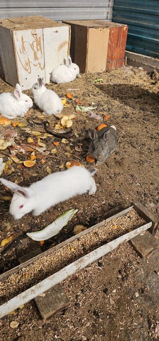 Кролики продам .