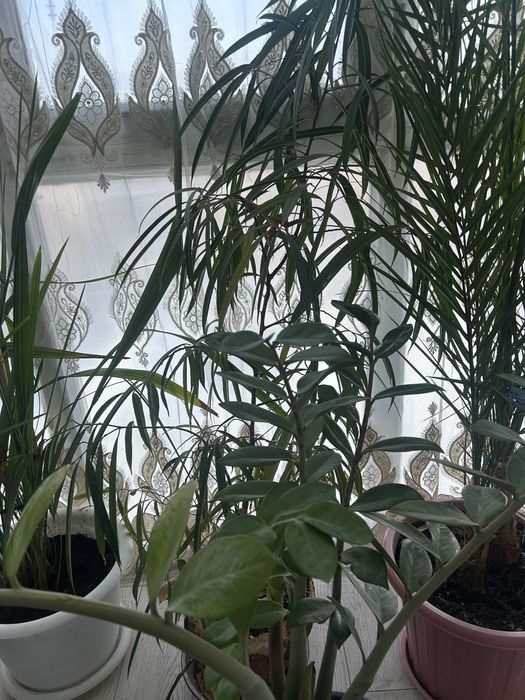 Продам комнатные цветы