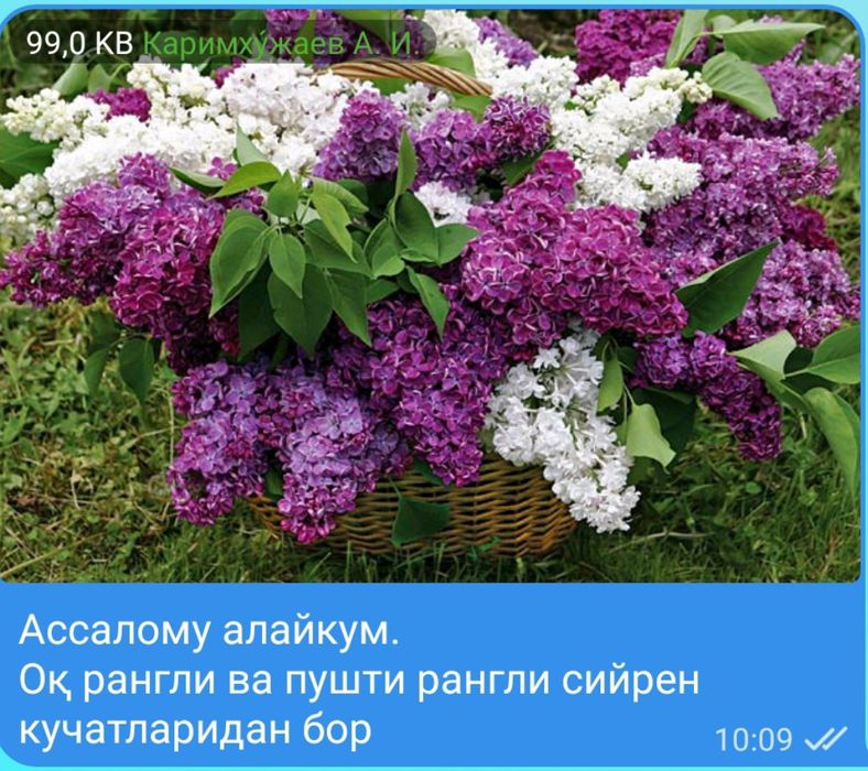 Сийрен кучатларидан бор қизиканлар учун оқ ва пушти рангларидан бор