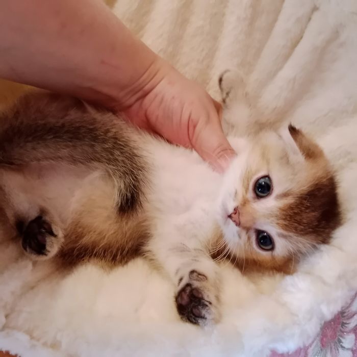 Девочка золотая Шиншила Скоттиш Фолд
