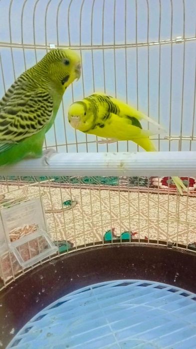Папугай сатылады 2 уиасы менен быргелыкте
