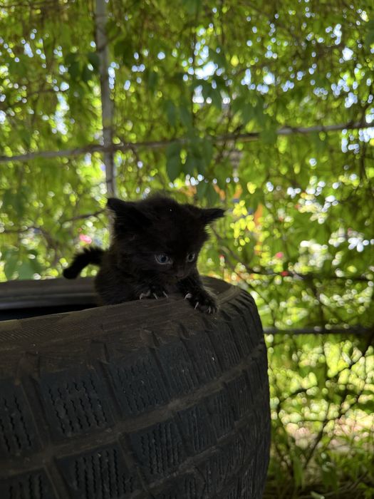 Котенок в хорошие руки