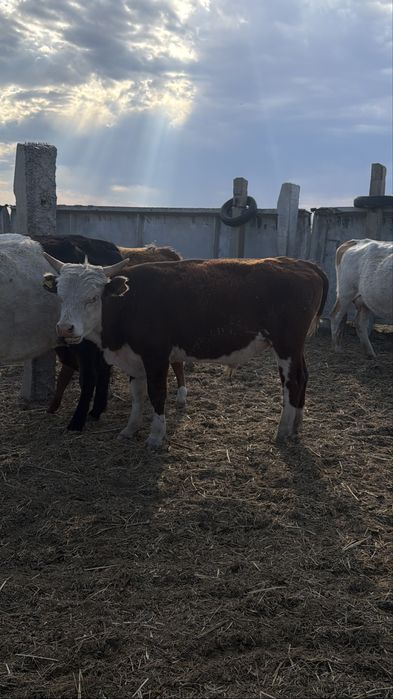 Продам 11 кастратов