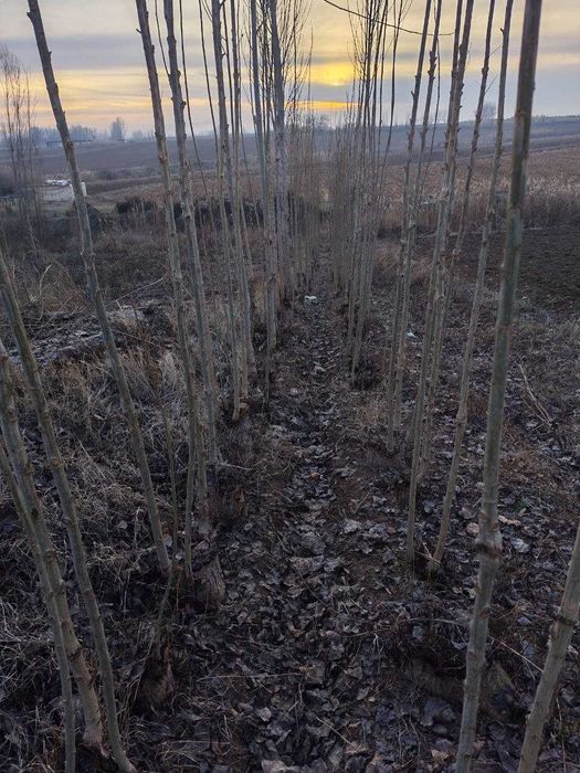 Срочно участка сотилади