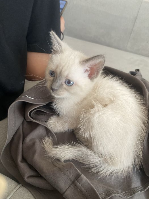 Алаомоаоалмслалмшмлплмлмлмлслалммллслпилмллпплилмлплрлмлмлплплммл