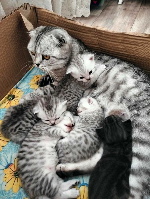 Отдам в хорошие руки котят
