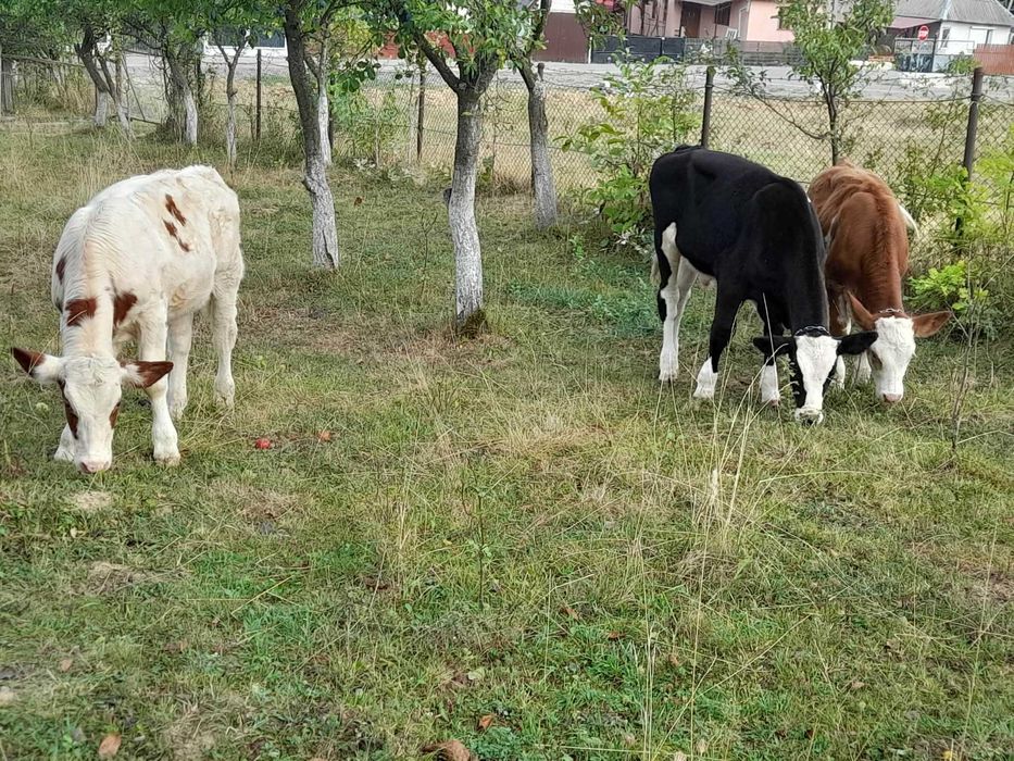 Trei viței de vânzare