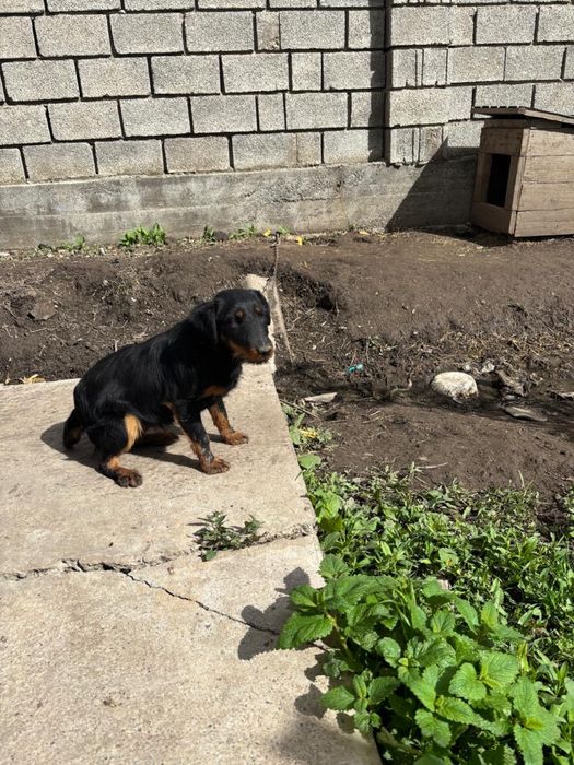 Ургашы ягтерер