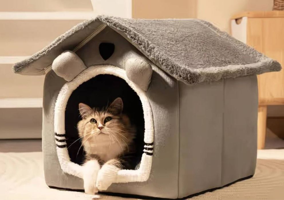 Scottish Fold mushugi