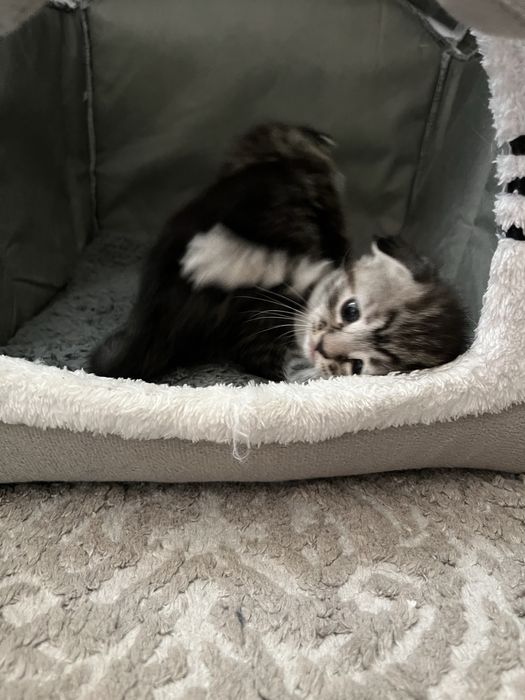 Катята породистые