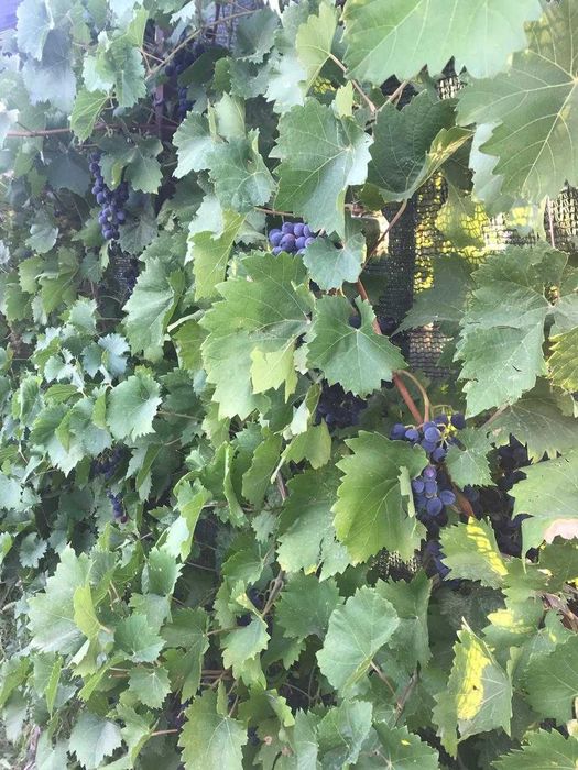 Продается дача (11 соток)