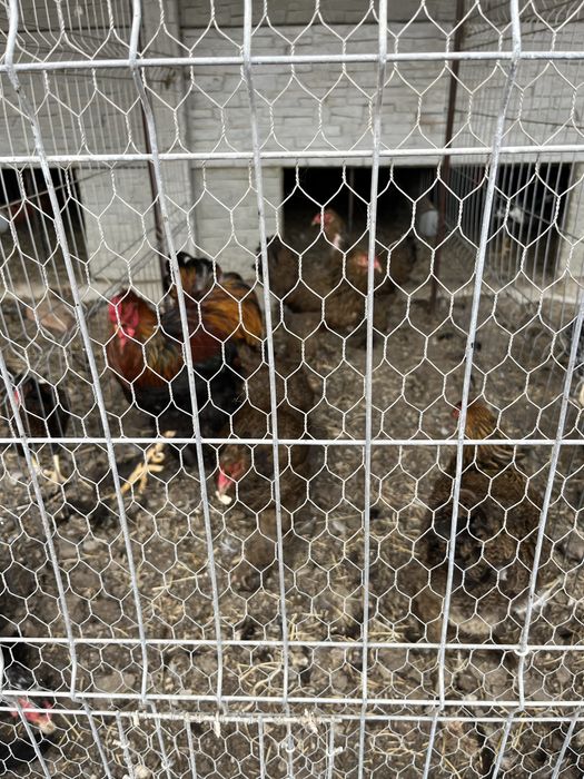 Vând păsări rasă pură Brahma Potârnichiu