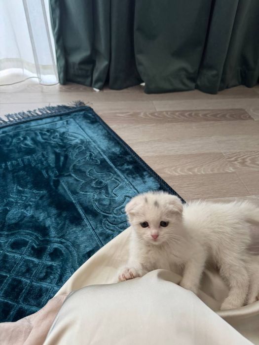 Шотландская вислоухая кошка, 1 год, с принадлежностями