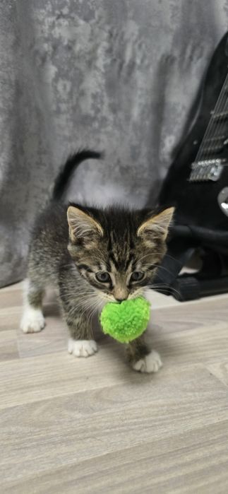 Отдам в добрые руки котят
