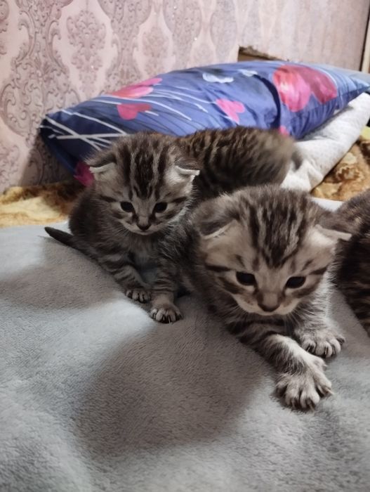 Шотландский котята