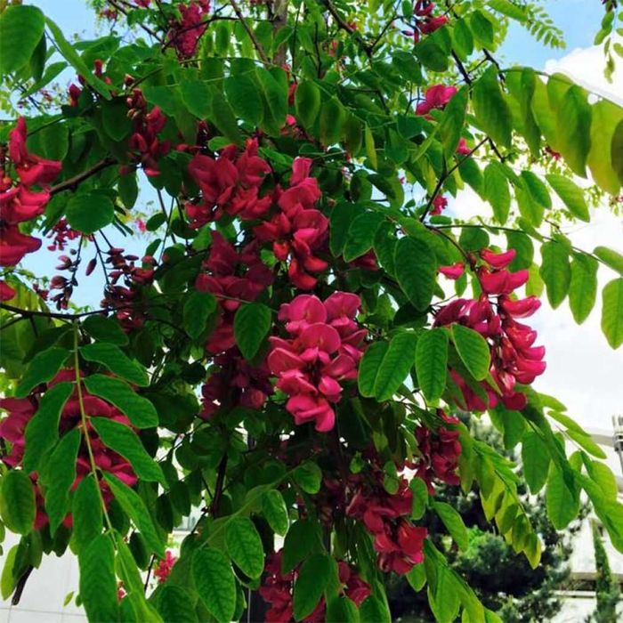 Ploaie de aur -Laburnum salcam galben salcam rosu