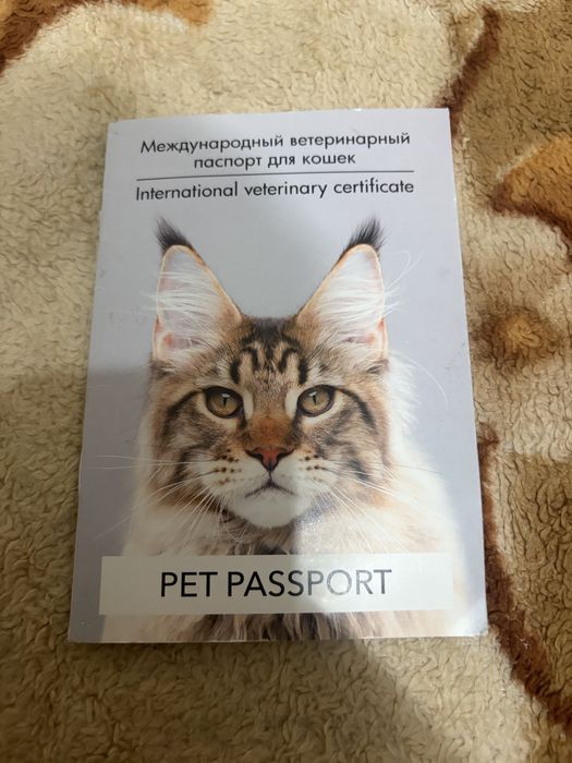 Кот в добрые руки