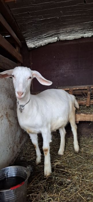 Vând capre și țapi saanen și anglo nubiene