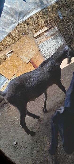 Țap Anglo Nubian
