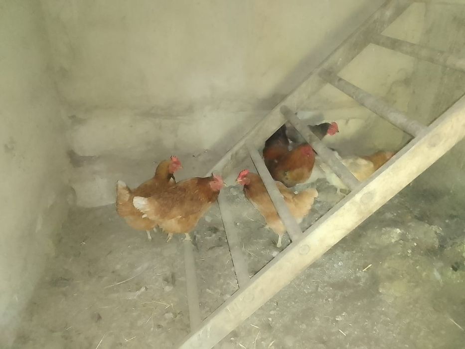 Продаю куриц не дорого