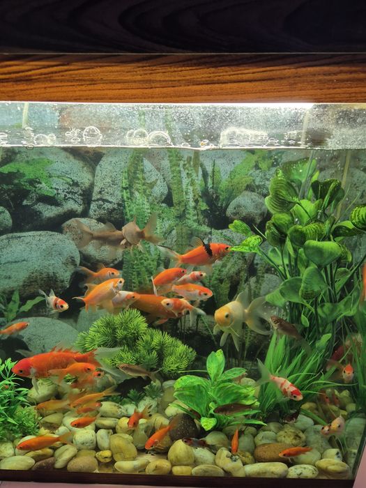 Прудовые рыбки Кометы