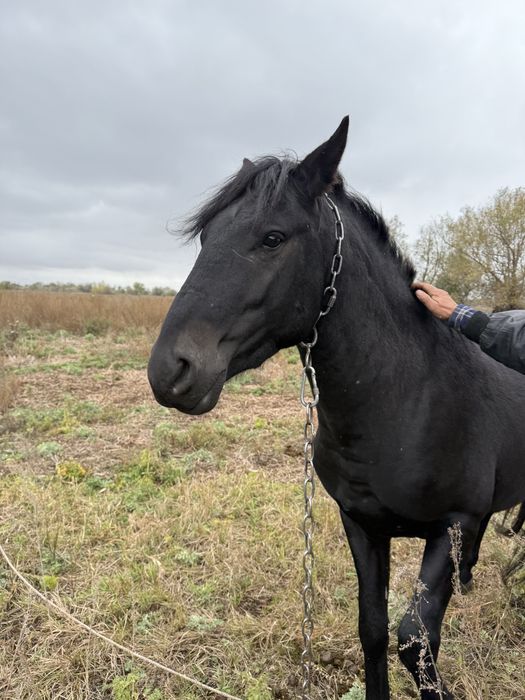 Продам коня 5 лет