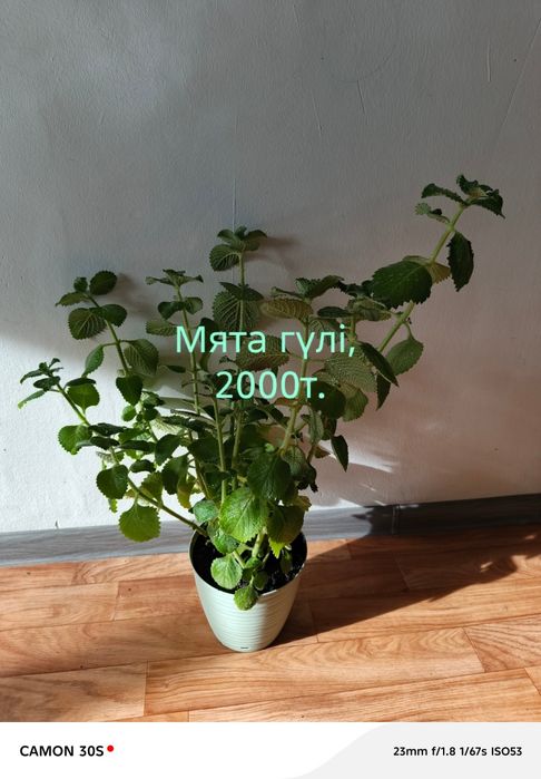 Цветы домашние продам.