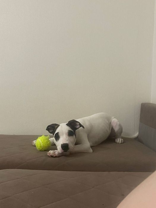 Американский стафордширский терьер